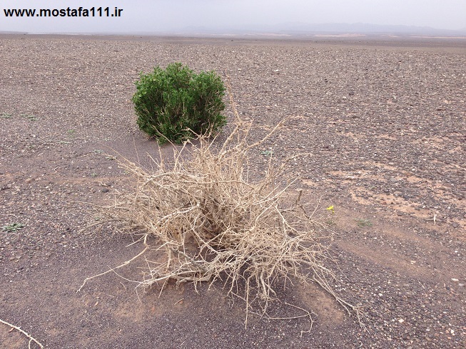 روییده بر سیلابی سخت در دل کویر طرود - شاهرود