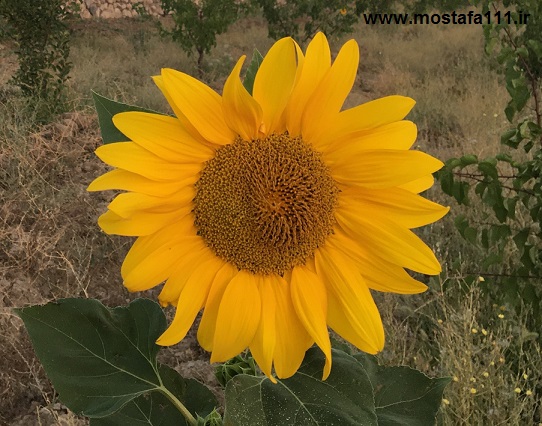 شهریور 1399 شاهرود