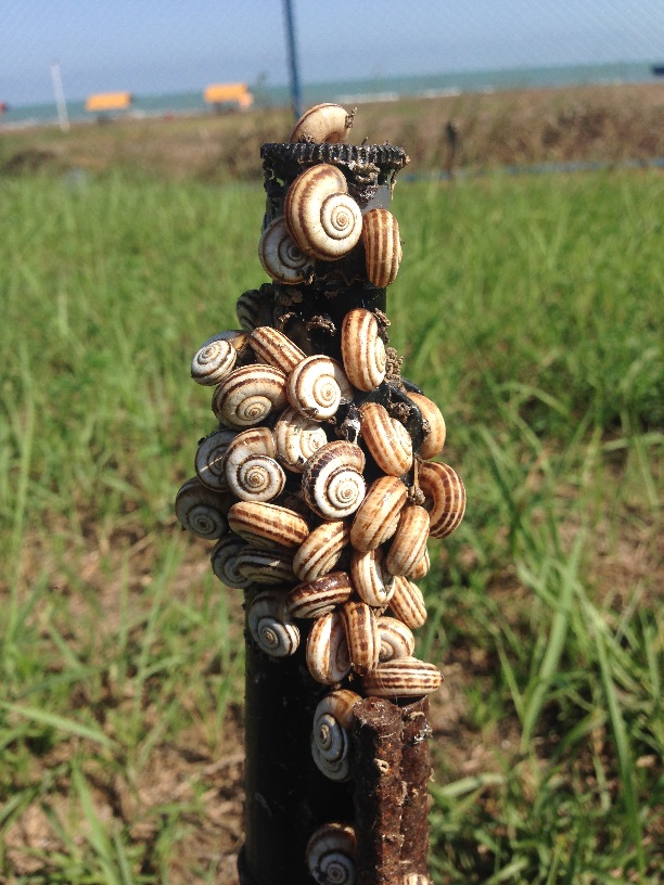 در دل سرزمین آب، موجودات نم پسند از خشکی زمین،