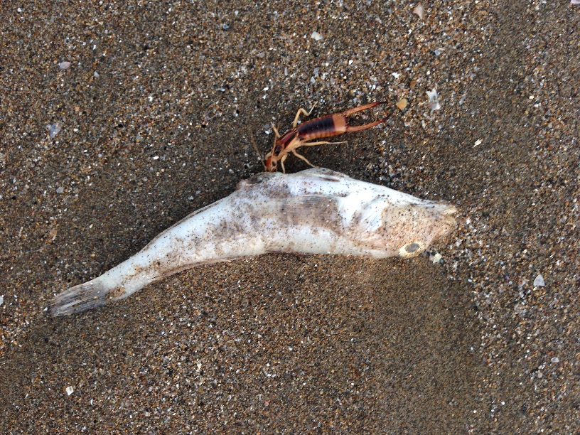 ساحل دریا به علت آلودگی آب هایش