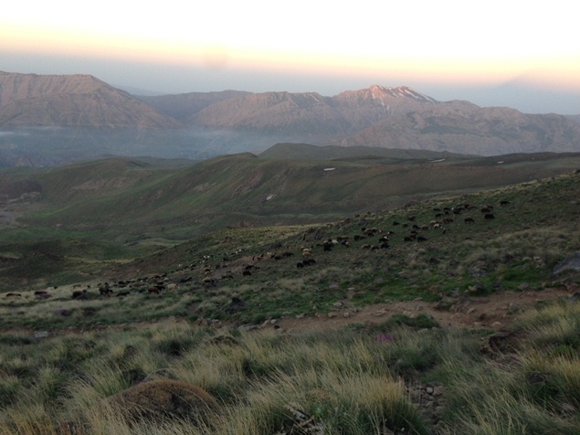 چرای بی رویه دام طبیعت دماوند را تهدید می کند 