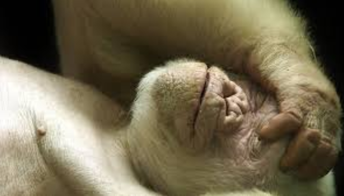 Lord! Let me see you obviously, clearly