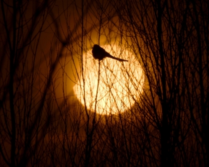 چشمم به تاریکی این شب آسوده گشته است