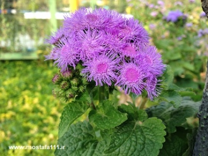 نوروز، رستاخیز جوانه ها و آغاز سال 1402 خورشیدی