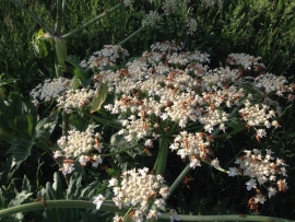 باز دشت هویج و اینبار صعود به قله ریزان