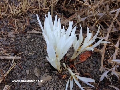 یادداشت های صعود دوازدهم به قله توچال از جمشیدیه