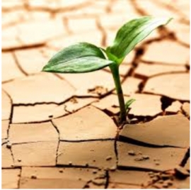 مبتلای دوست