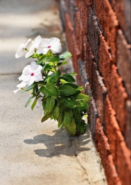 روزی از حصار می گذرد