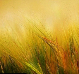 و چقدر آسوده اند، بی حس شدگان