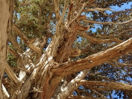 پی سیو، سالمندترین اورس در سینه چکاد شکوهمند شاهوار، ابردژ یا ابرسج