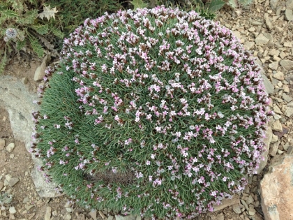 تابستانی در لبه ی پاییز، بر فراز قله توچال