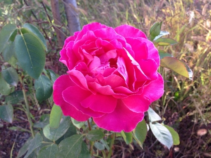 سبو سبو ز لبت من چشیده ام می سرخ