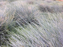 دلم آشوب، آرامش و من، بسان جن و بسم الله است دایم