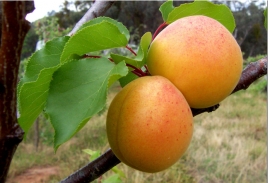چشم کشاورزان مانده بر شاخه های سرد و یخ زده زردآلو