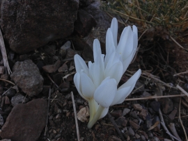 دلداری ات را رو نما