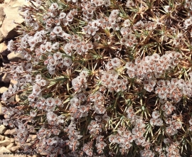 لبم به جام تو گشت مجنون و عاشق و مست‎