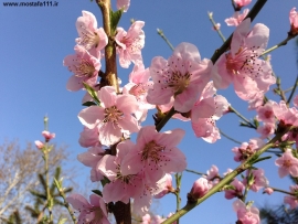 جانی مخواهم از تو جدا، زین مجال عشق