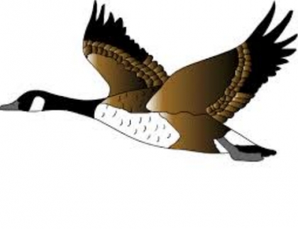 بر بال های عقاب اندیشه بند و زنجیر نتوان زد