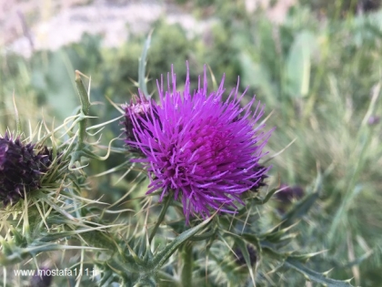 9th ) صعود 1400، به توچال از مسیر چشمه نرگس