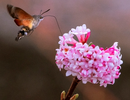 عشق را بی معرفت معنا مکن