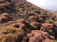 صعودی در زادگاه سید محمود طالقانی و جلال آل احمد